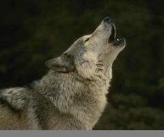 Волк – ужасный зверь или расчетливое животное?
