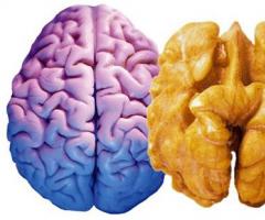 Koja hrana poboljšava pamćenje i rad mozga?