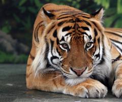 Vrste tigrova.  Fotografija, opis.  Tigar: fotografije i videozapisi, opis pasmine, podvrsta, način života, lov Maksimalna težina amurskog tigra