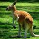 Klokan je osebujna australska životinja